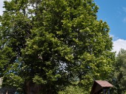 Husova lípa v Chlístově