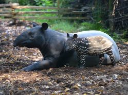 Tapír čabrakový ve zlínské ZOO.