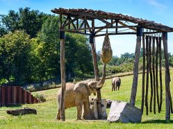 Sloni ve zlínské ZOO.