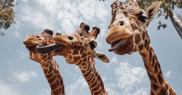 Nejlepší zoo v Česku? Porovnali jsme ceny i zážitky