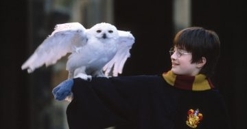 Kvíz: Jsi opravdový znalec Harryho Pottera? Odpovíš správně na 10 otázek?